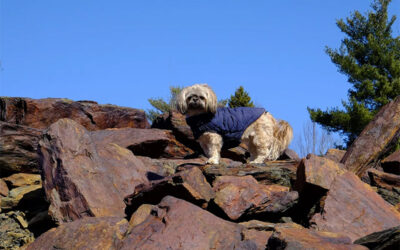 To Dare or Not To Dare